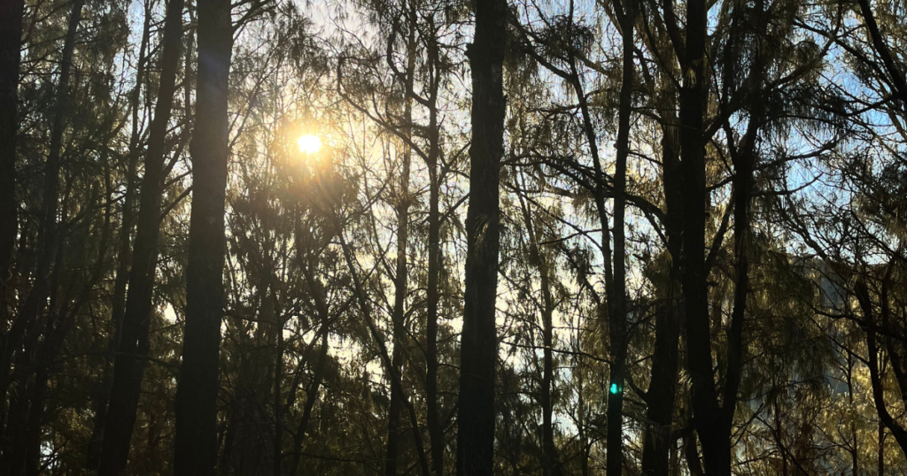 Hutan pinus di Gunung Arjuna, Jawa Timur, (09/07/2026). (Foto: Abyano Imron)
